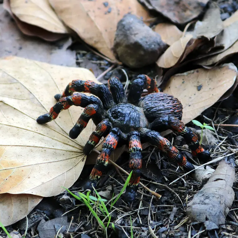 Children Science Education Simulation Animal Model Tricky Toy Insect Ornament Sand Table Scene Halloween Spider Suit Plastic Toy