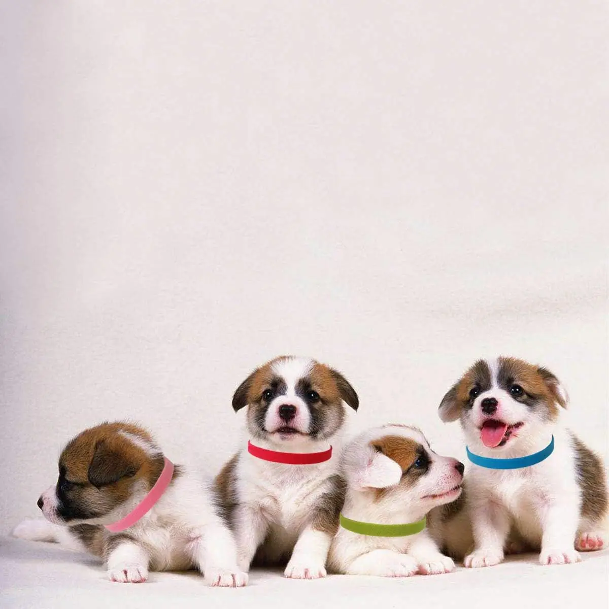 Colorful Adjustable Puppy Identification Collars - 15 Pack for Newborn Puppies