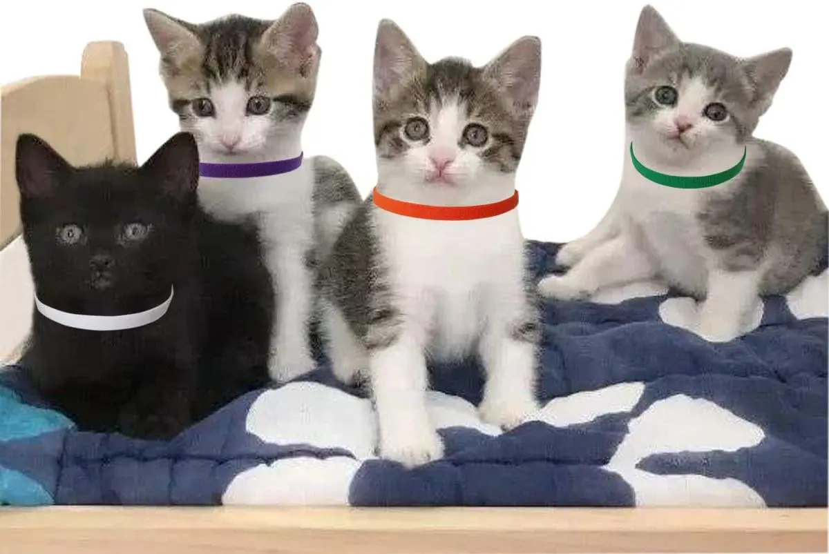 Colorful Adjustable Puppy Identification Collars - 15 Pack for Newborn Puppies