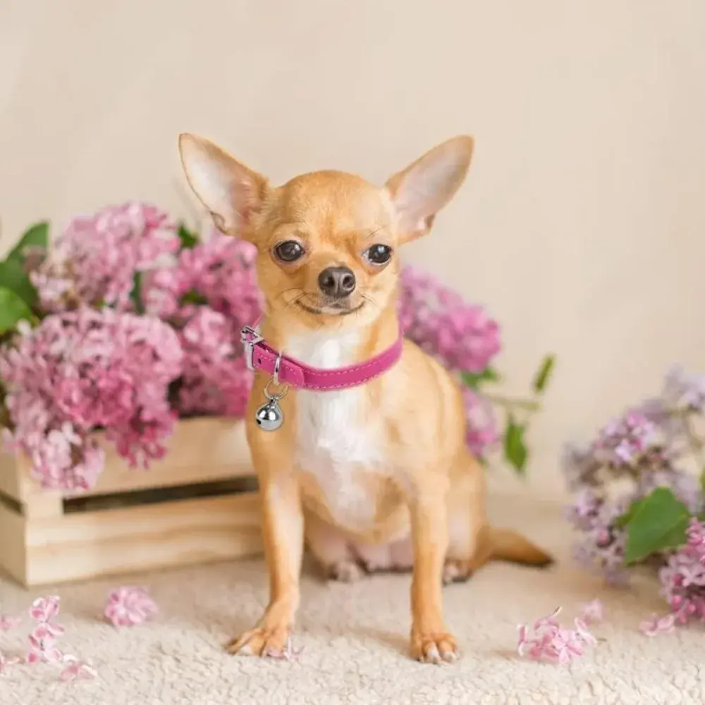 Light Blue and Pink Teacup Dog Collar, 3/8 Inch Wide, Suitable for Small Dogs and Cats