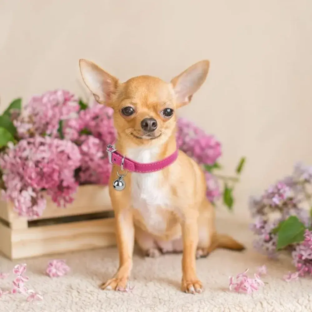 "Pink Teacup Dog Collar for Small Dogs and Cats, 3/8 Inch Wide"