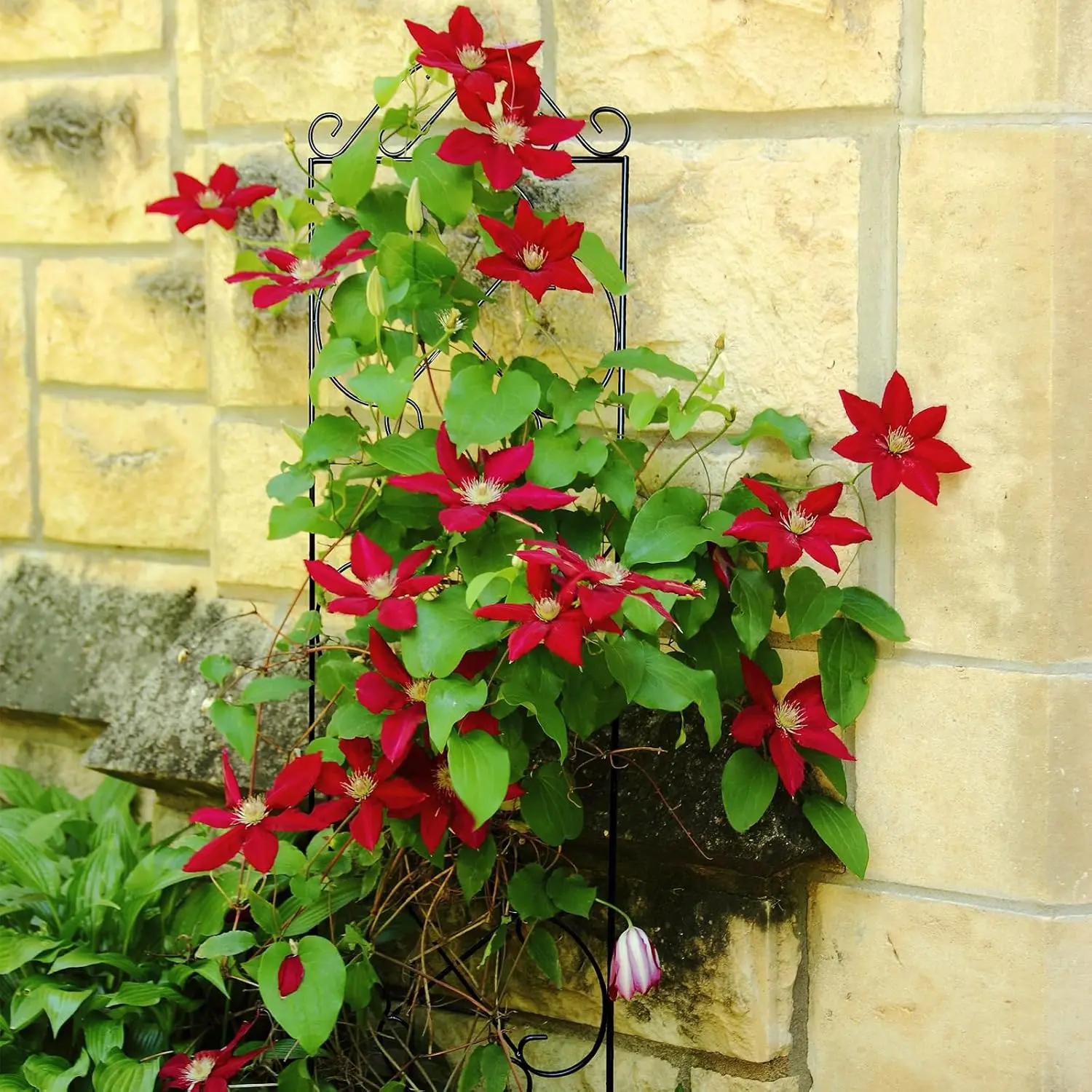 Garden Trellis 4 Pack 48'' H x 12.5'' W Metal Plant Climbing Trellis Suitable for Potted Plants Indoor &Outdoor Climbing Plants