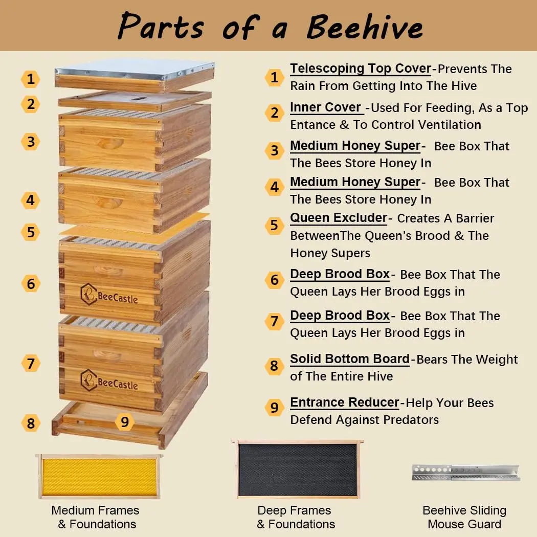 10 Frame Langstroth Hive Coated with 100% Beeswax Includes Beehive Frames and Waxed Foundations (2 Deep Boxes & 2 Medium Boxes)