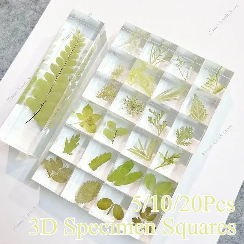 5/10/20Pcs 3D Specimen Plant Squares Handmade Desk Decoration DIY Eternal Flower Creative Plant Gift Ornament Randomly 16MM