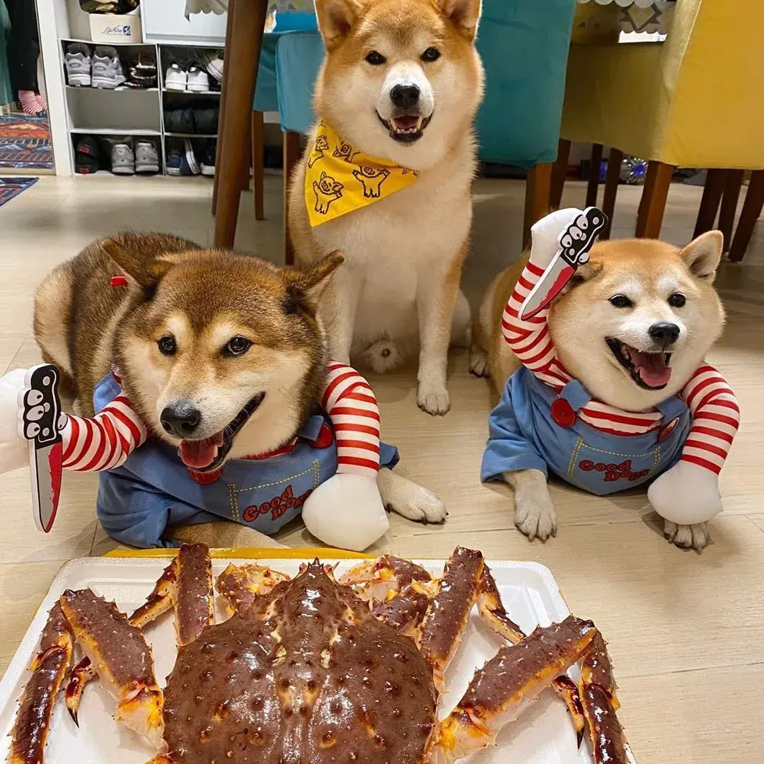 Halloween Funny Horror Dog Clothes for Small Medium Dogs Cats Party Dressed Up Cosplay Costumes Halloween Dress Jumpsuit Outfits