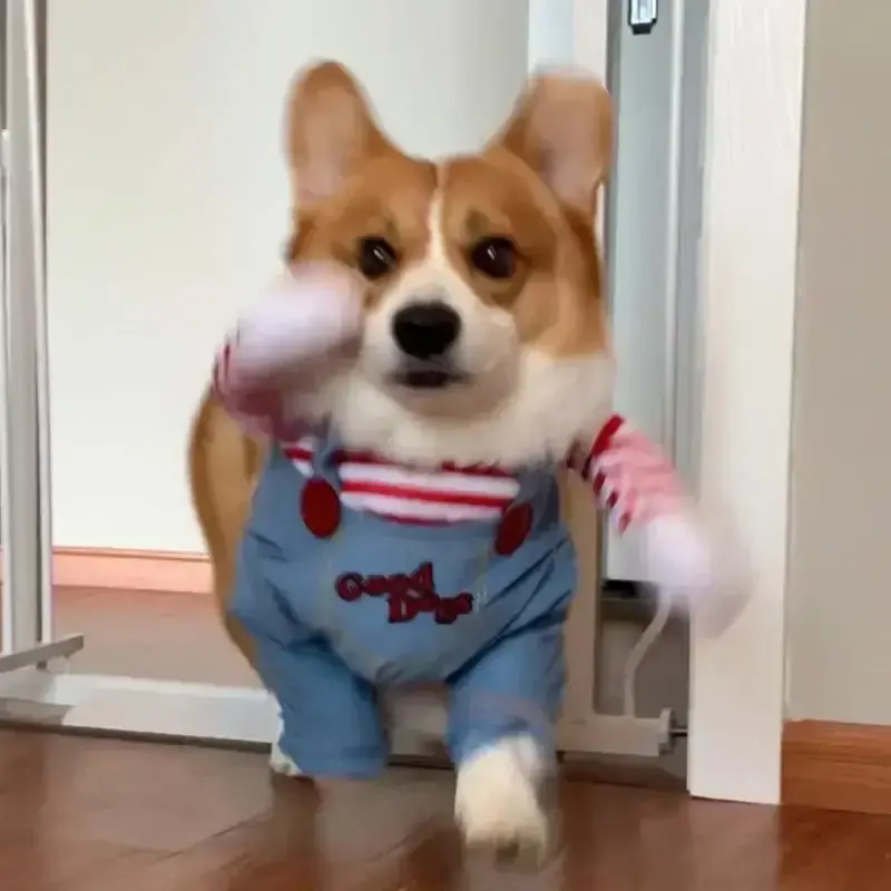 Halloween Funny Horror Dog Clothes for Small Medium Dogs Cats Party Dressed Up Cosplay Costumes Halloween Dress Jumpsuit Outfits