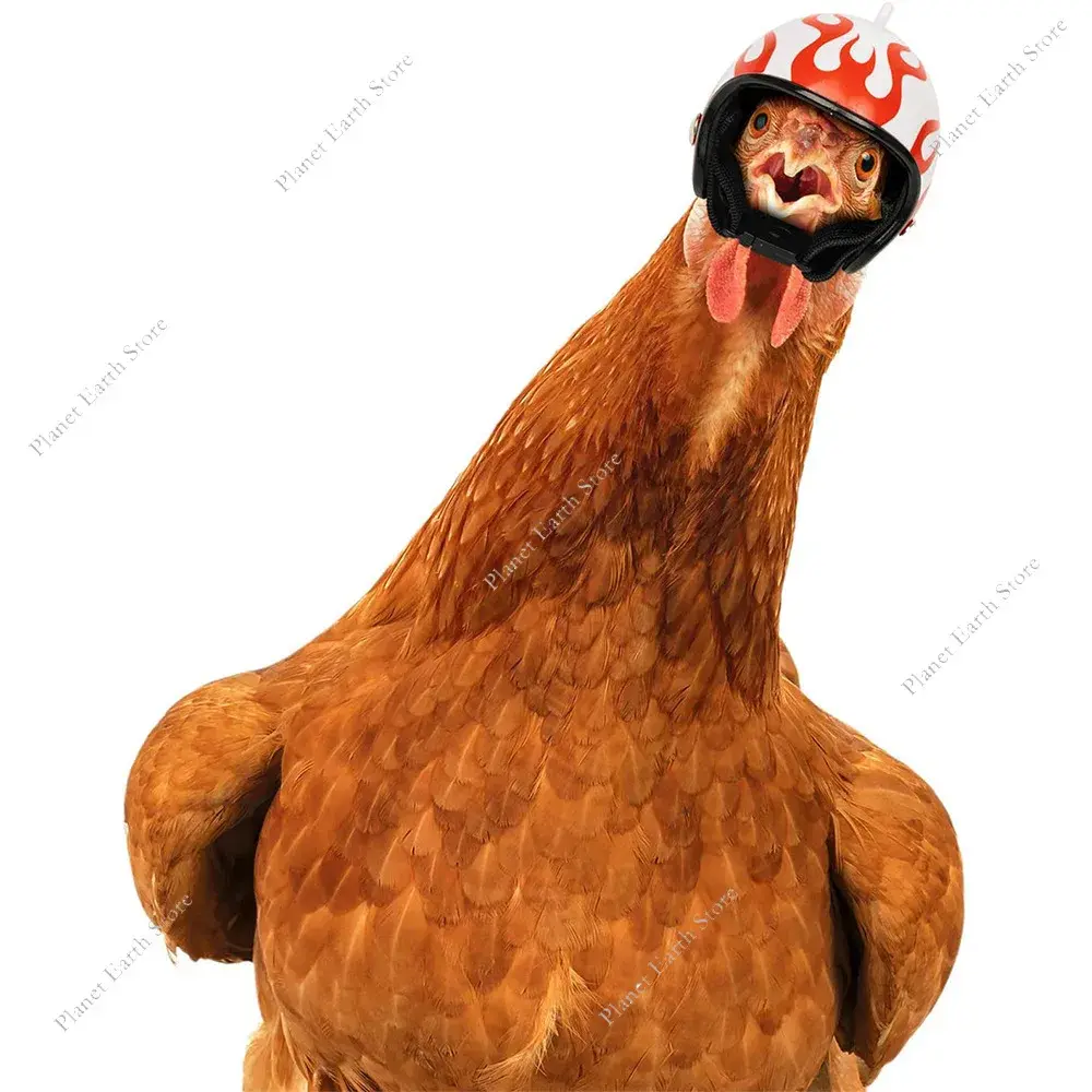 2Pc Chicken Helmet Bird Duck Quail Hat Headgear Pet Chicken Helmet Bird Head Helmet Small Pet Hard Hat Pet Supplies New