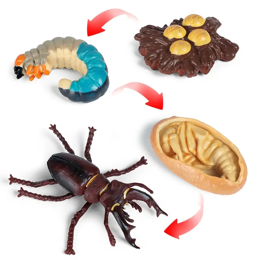 Growth Cycle Plastic Models Teaching Material Chicken Life Cycle Figurine Simulation Animals Action Figures Growth Cycle Model