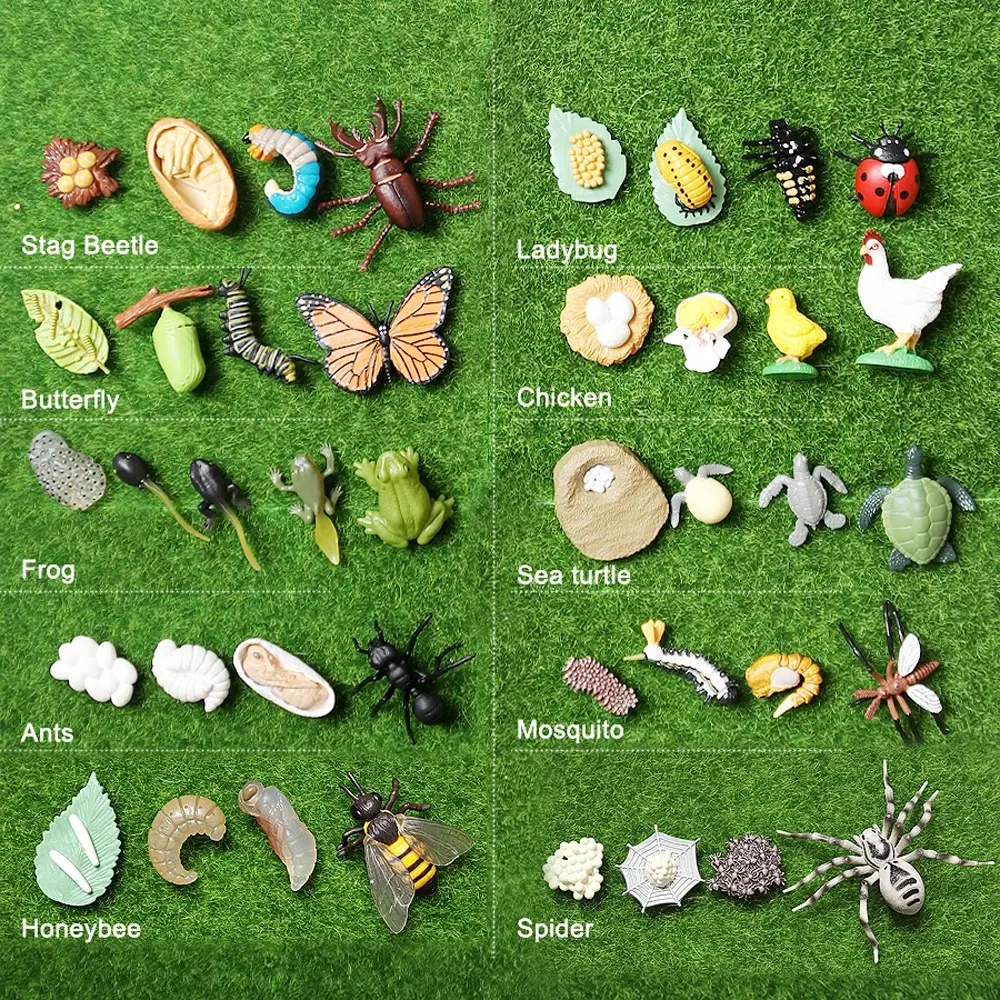 Growth Cycle Plastic Models Teaching Material Chicken Life Cycle Figurine Simulation Animals Action Figures Growth Cycle Model