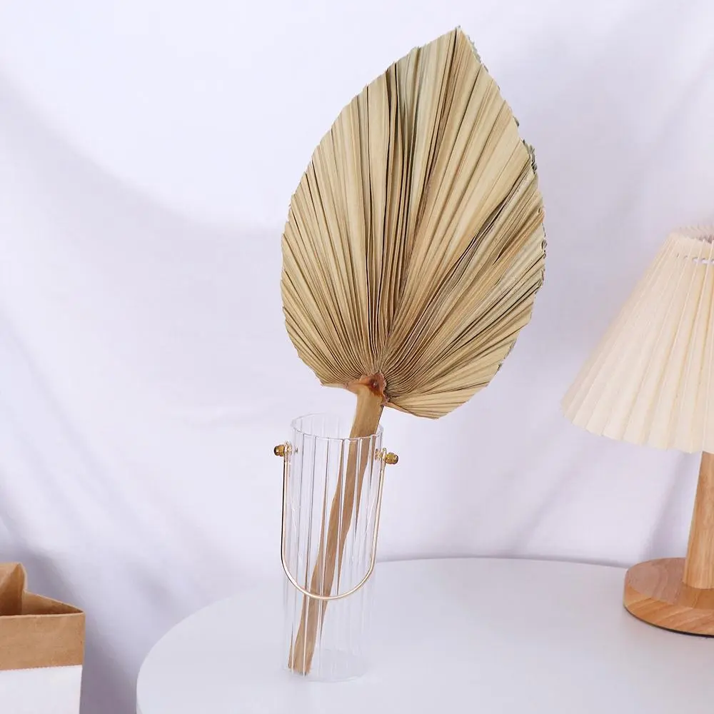 Decoration Office Bohemian Natural Tropical Trimmed Dried Plant Leaves Fan Leaf Palm Spears