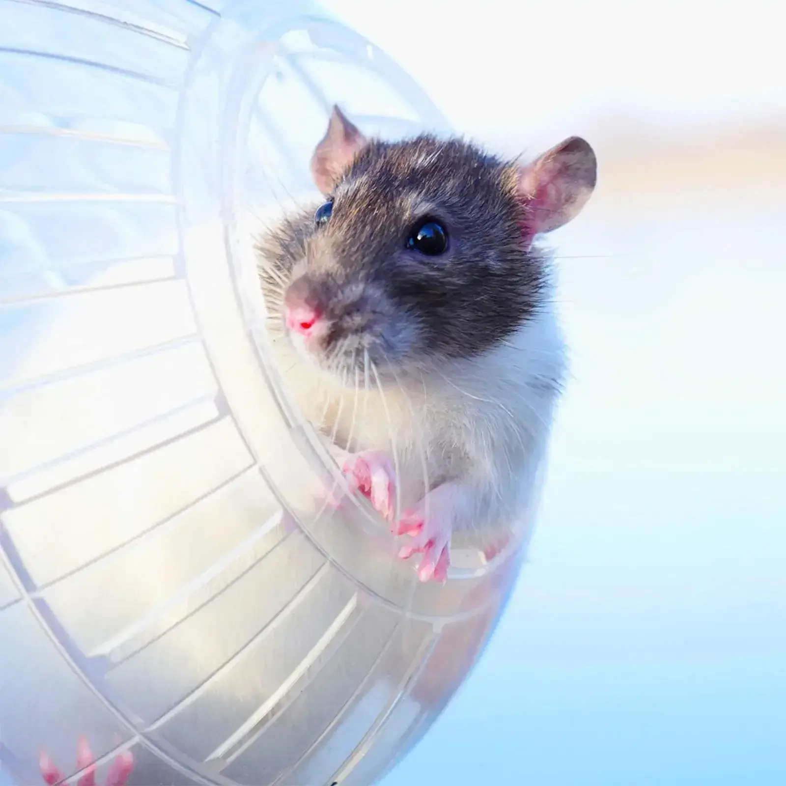 Outdoor Sport Ball Grounder Rat Small Pet Rodent Mice Ball Balls Rat 10cm Exercise Hamster Gerbil Play Toys Jogging Toys