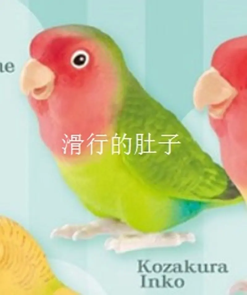[In Stock] Japan Shine-G Long-Tailed Parrot 'Cute Life' Figure - Gashapon Collectible Decorb Adorable Bird-Themed Toy