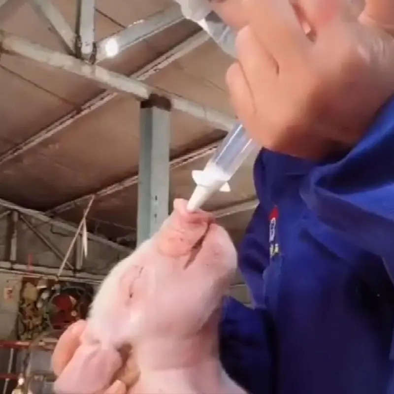 10 Pcs Pig Nasal Spray Vaccine Immunization Sprinkler Pigs Pseudo Rabies Nose Device Veterinary with Nasal Spray Head