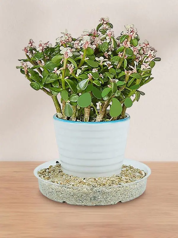 5pcs transparent Plant Pot Tray Flower Pot Trays Plant Saucer Pot Trays Plants Flower Pot Plates Round Flower Saucer Drip Tray