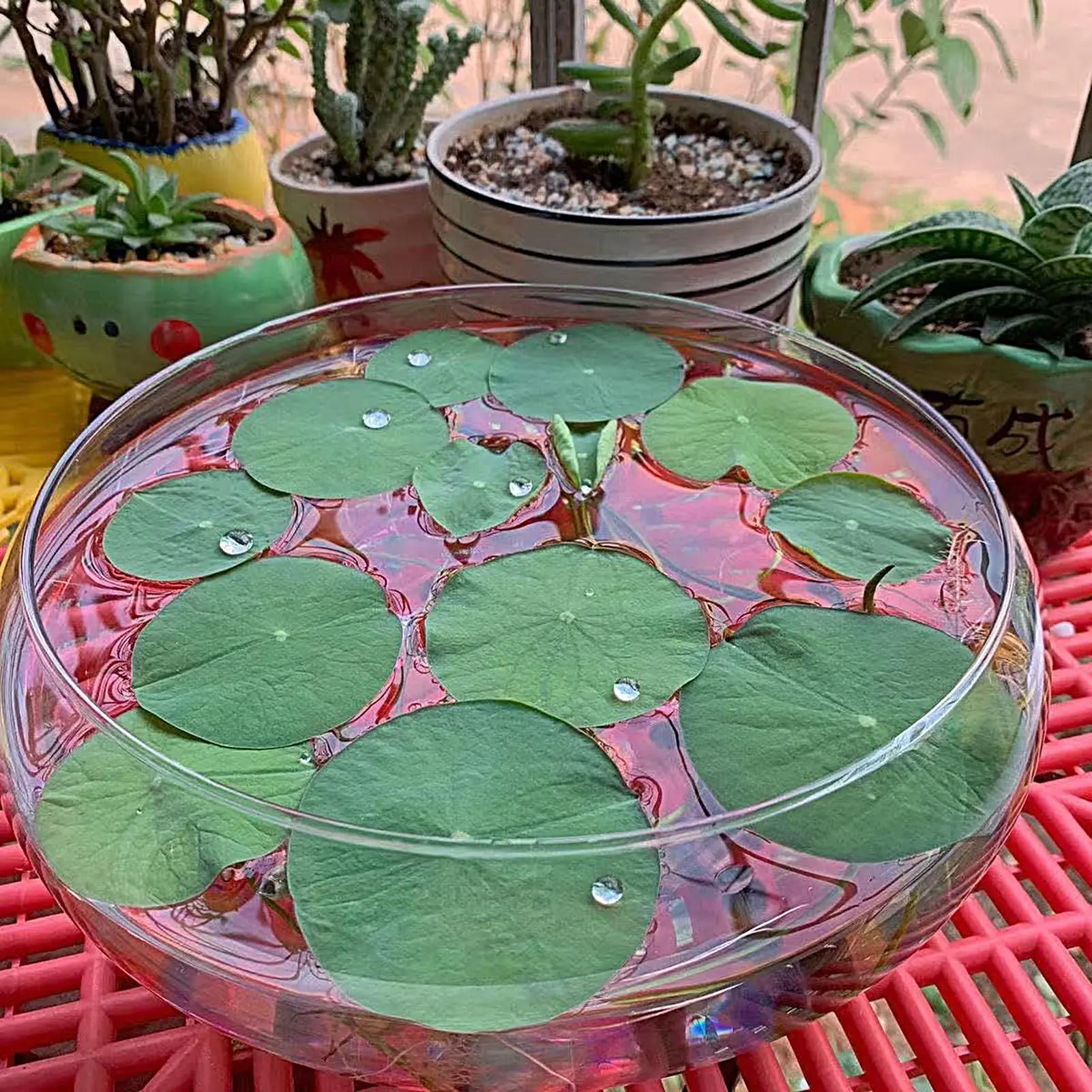 Fish Glass Bowl Glass Large Hydroponics Flower Pot Shallow Round Wide Plants Bowl Small Aquariums Transparent Goldfishes Bowl