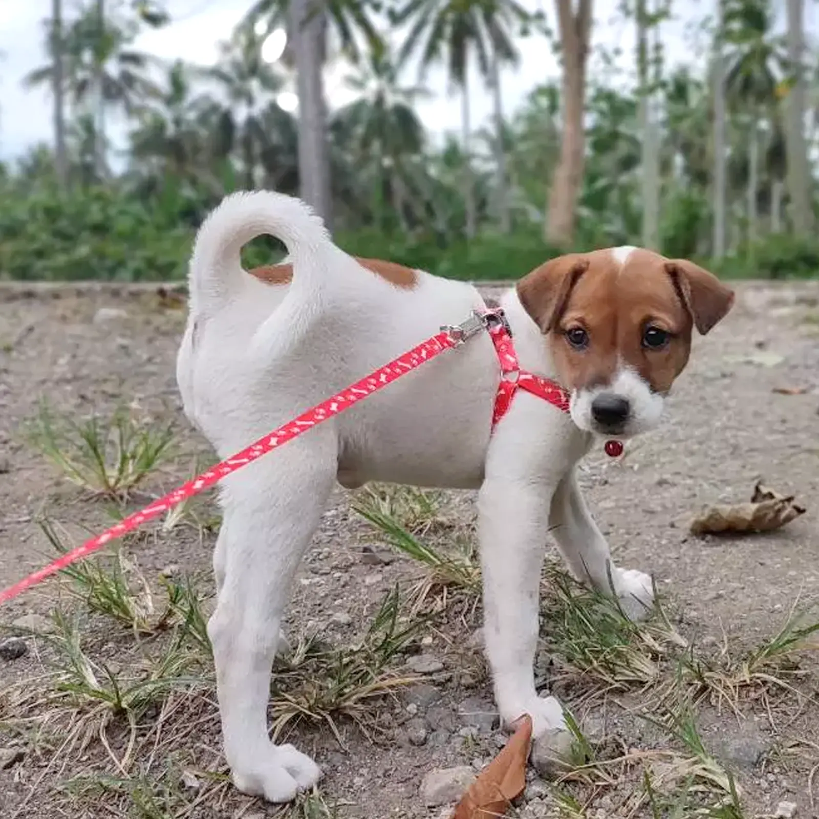 Cheap Small Dog Leash Puppy Leashes Teddy Pet Leash And Harness Set Cute Lead Rope Set Cat Kitten Leash Pet Things Decoration