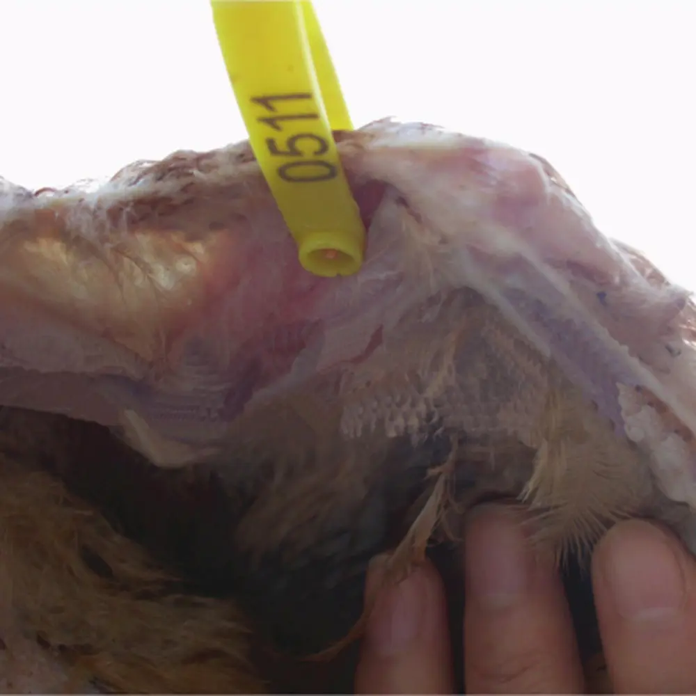 DIY Chicken Wings Identification Ring Bird Quail Pigeon Duck Goose Chicken Wings Identifier Poultry Farm Chick Wings Ring 30 Pcs