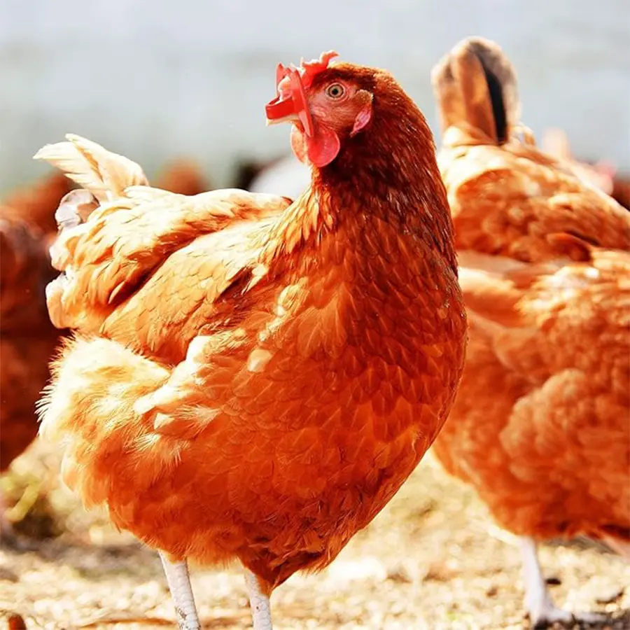 20 Pcs Red Chicken Glasses Fighting Peepers Plastic Poultry Blinders for Chickens Prevent Pecking and Fighting