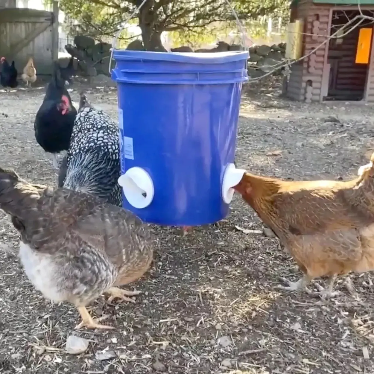 1Set Chicken Feeder Hen Trough Gravity Farm Chicken Feeder 3 Ports and Hole Saw Rainproof Feeder For Farm Poultry Coop