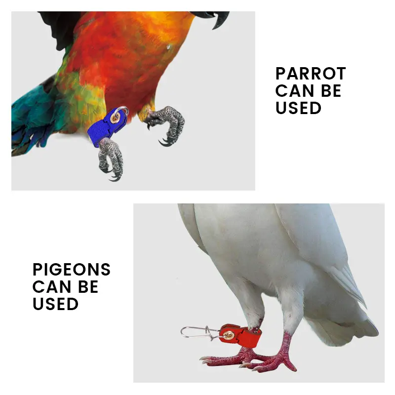 Pet Parrot Leg Ring Ankle Foot Chain Bird Suede Foot Ring Chain Leather Parrot Foot Buckle Rings Bird Supplies Accessories