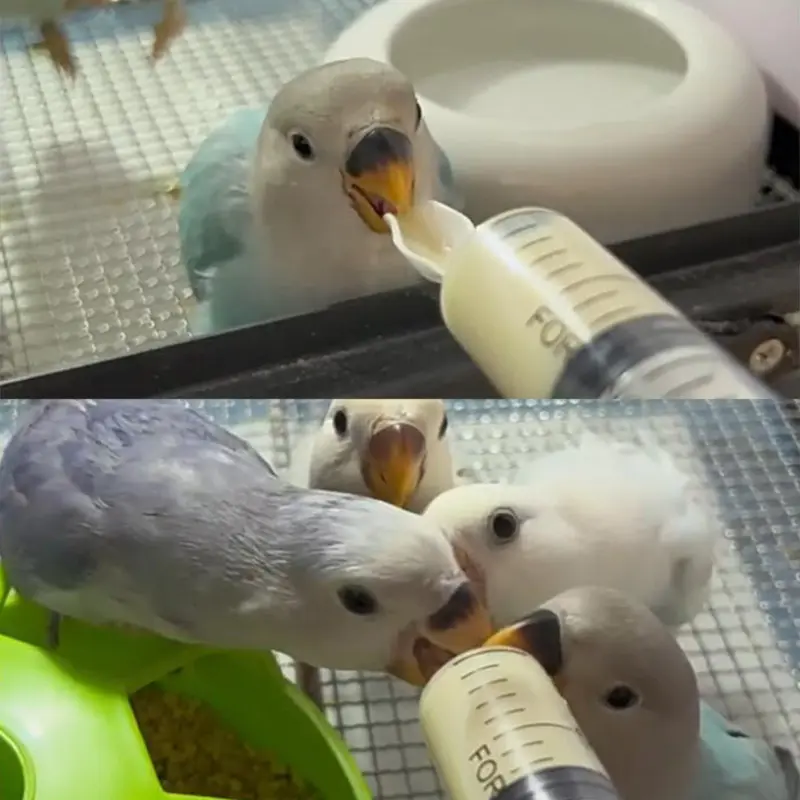 Bird Parrot Feeder Spoon With Manual Syringe Baby Bird Milk Medicine Feeding Syringe with Soft Feeding Tubes Baby Bird Feeding