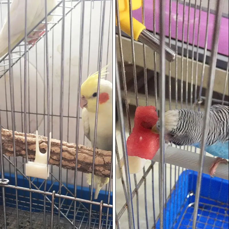 5pcs Birds Food Holder Pet Parrot Feeding Fruit Vegtable Clip Feeder Device Pin Clamp Durable Household Supplies Bird Cage