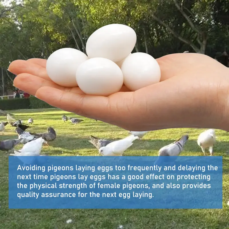 10pc Pigeon False Eggs Filled Plastic Simulation For Hatch Breeding Supplies  False Eggs for Racing Pigeons Breeding Supplie