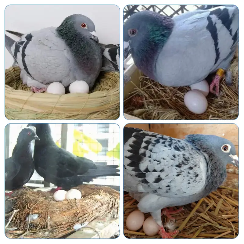 10pc Pigeon False Eggs Filled Plastic Simulation For Hatch Breeding Supplies  False Eggs for Racing Pigeons Breeding Supplie