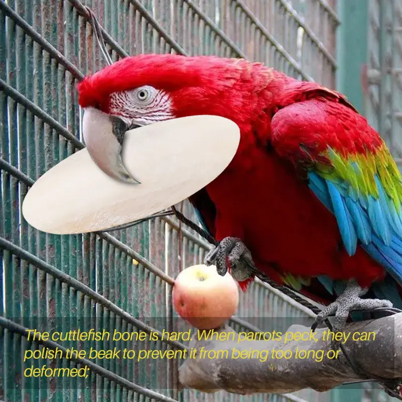 10 Pcs Parrot Desalting Cuttlebone Toys Practical Pet Training Chew Molar Toys Parrot Desalted Cuttlefish Bone Chewing Toy