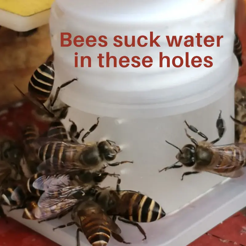 15Pcs Bee Drinker Bee Drinking Fountain Bee Drinking Water Equipment Easy Installation Easy To Operate Anti Drowning Bee Tools