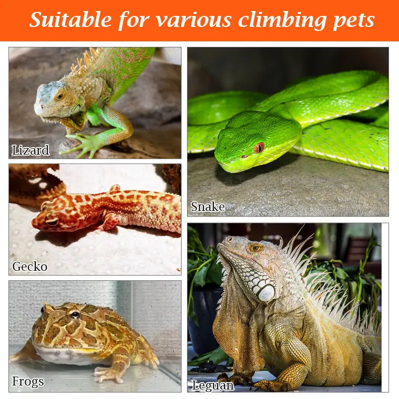 Reptile Water Dispenser Automatic Drinking Bottle Feeder Food  Double Layer Box for Lizards Turtles Snails Spiders Frogs