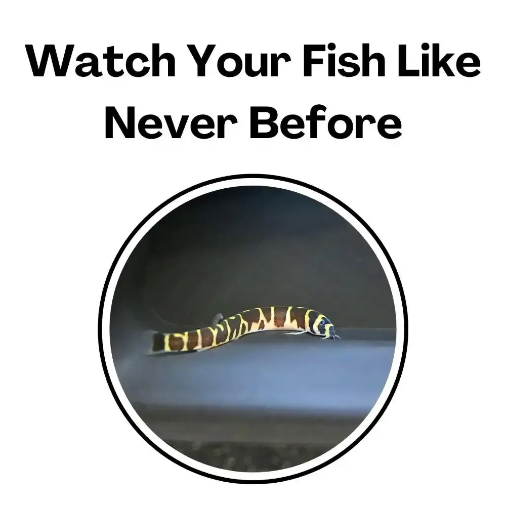 Multifunctional Aquarium Underground Tunnel Cave Under Gravel Tunnel Curve Two Hole Fish Tank Decor Fish Tank Decoration