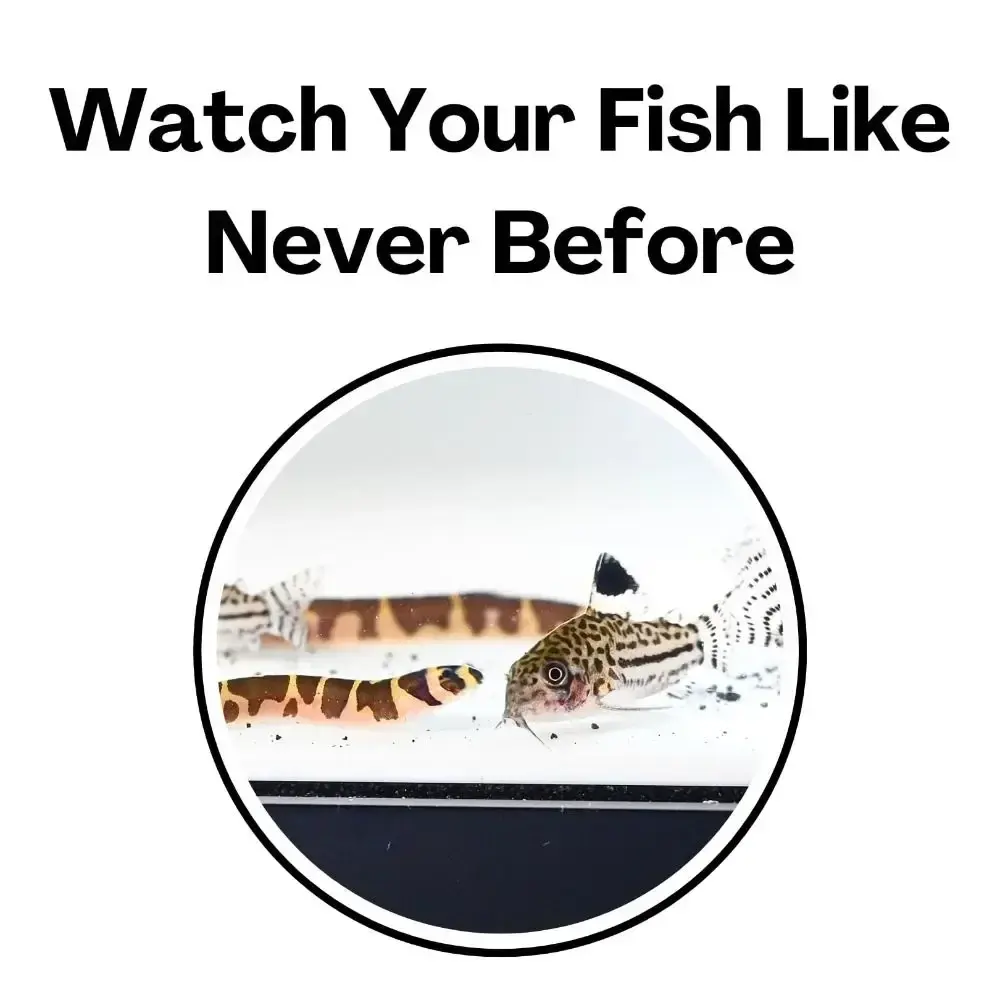 Multifunctional Aquarium Underground Tunnel Cave Under Gravel Tunnel Curve Two Hole Fish Tank Decor Fish Tank Decoration