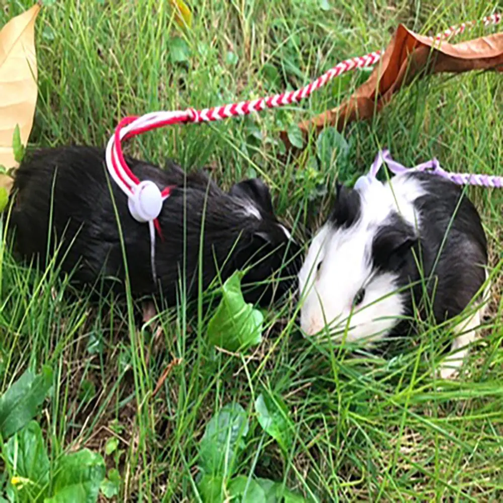 Pet Leash Traction Rope Leash Walking 1.4/2m Hamster Guinea Pig Cobaya Rabbits Ferret Chinchillas Small Collar Leash