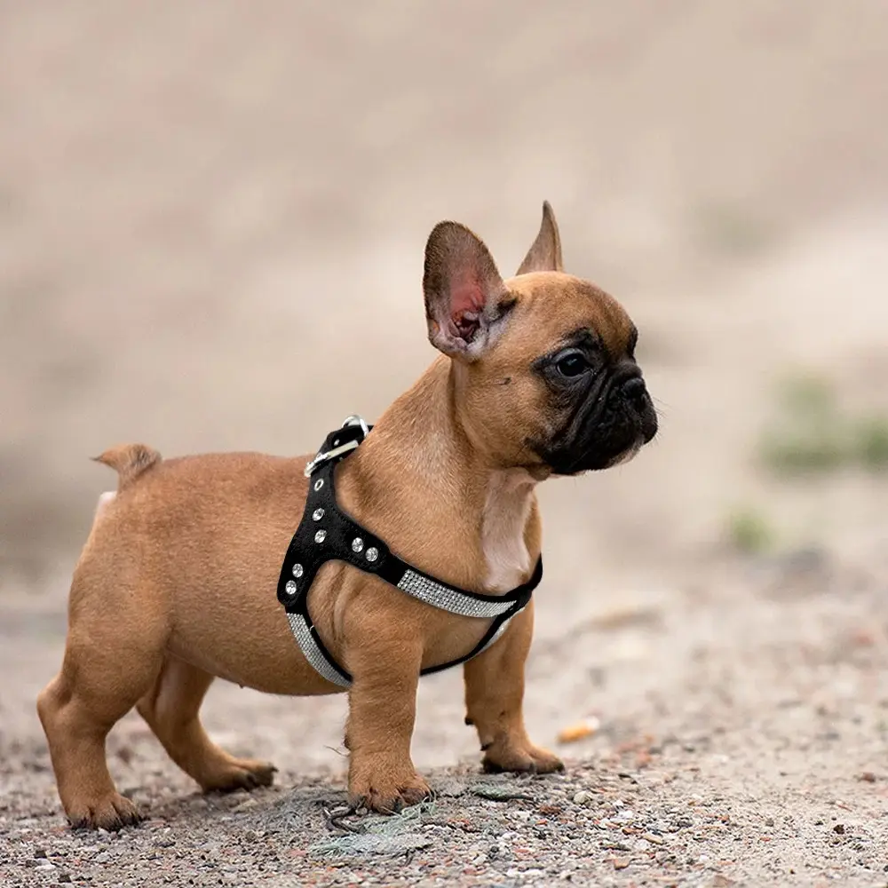 Pet Supplies Tactical Vest Dog Leash Collars Chest Dogs Accessories Things Products Collar Harness Pets Cats Small Puppy Big