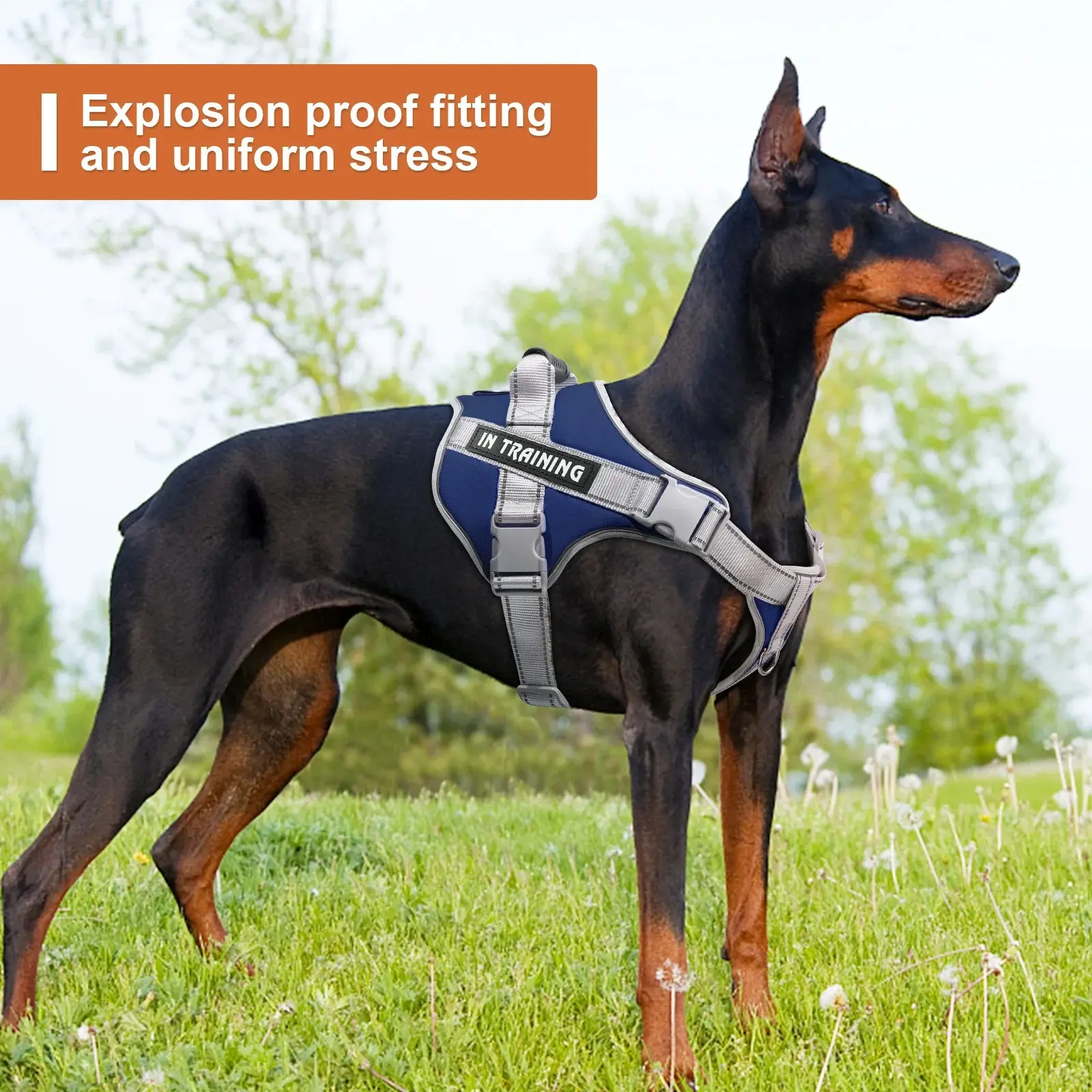 Big Dog Harness Collar for Dogs Cats Pet Products Accessories Small Supplies Chest Things Puppy Collars Pets Tactical Vest Leash
