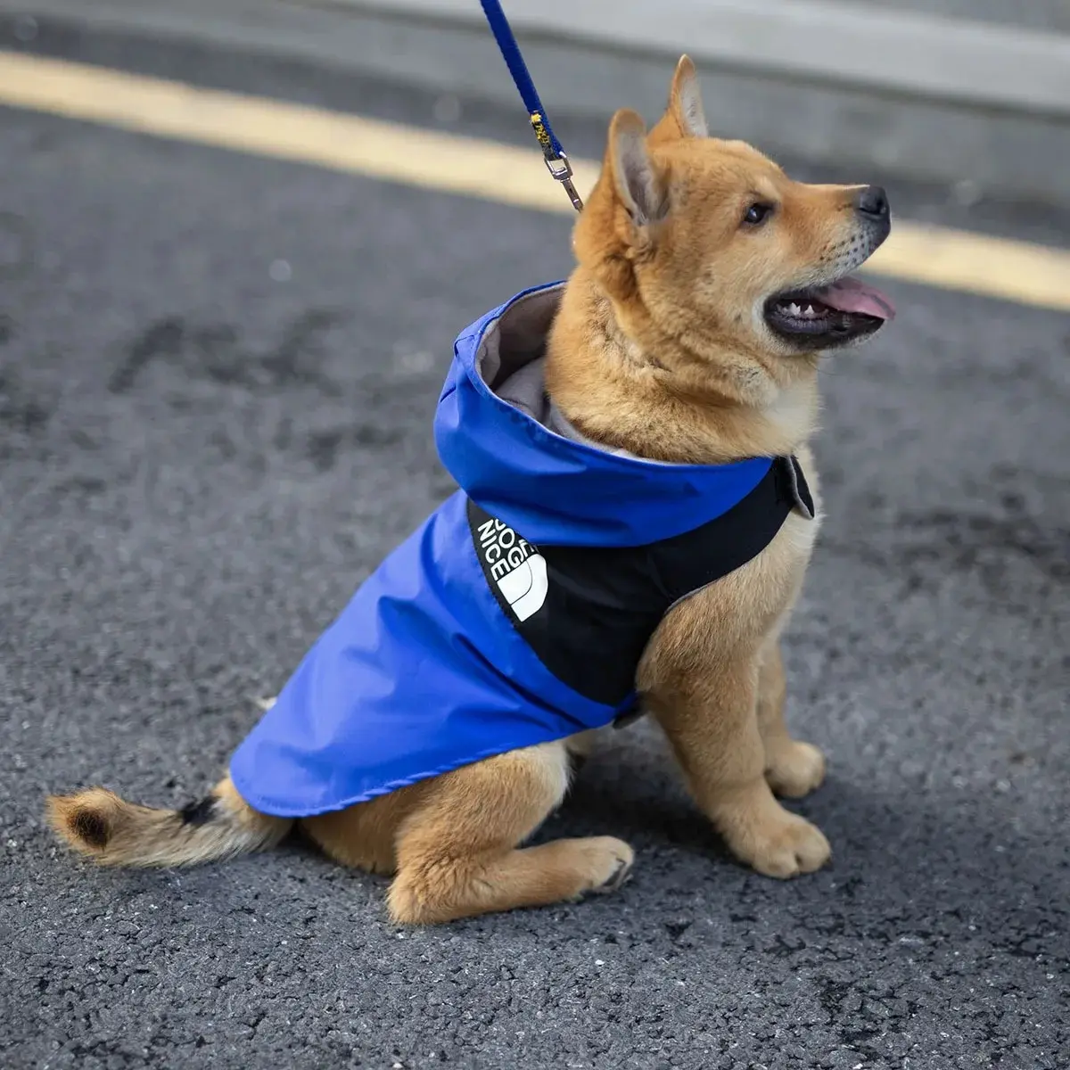 Dog Hoodies Suit for Dogs Puppy Summer Clothes Clothing Winter Pet Accessories Corgi Medium York Costume Hoodie Pomeranian Small