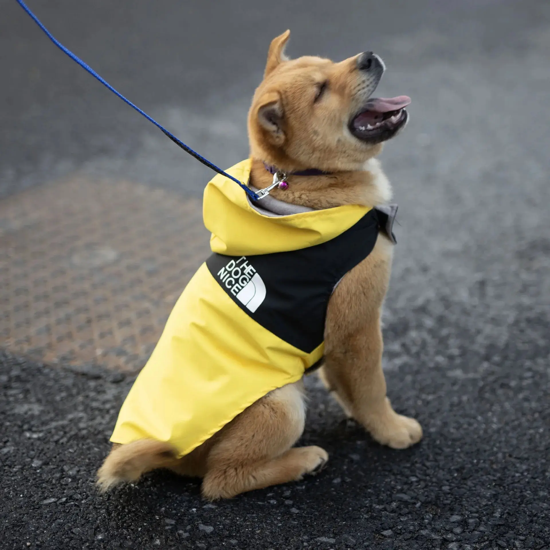 Dog Hoodies Suit for Dogs Puppy Summer Clothes Clothing Winter Pet Accessories Corgi Medium York Costume Hoodie Pomeranian Small