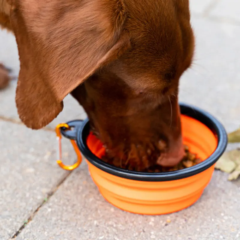 Folding Portable Silicone Dog Feeder Bowl 2 In 1 Pet Dispenser Outdoor Travel Dog Cat with Carabiner Bottle Food Water Container