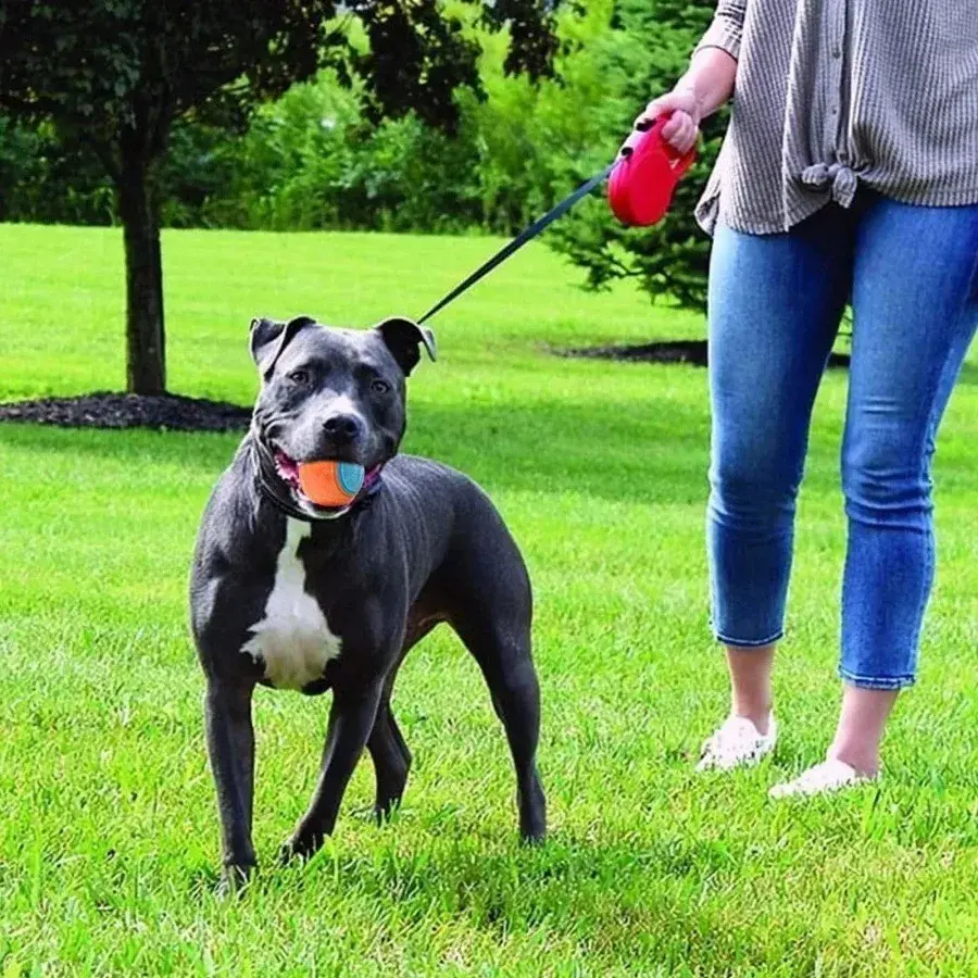 Bite-resistant Pet Dog Toy Rubber Ball Beef-flavored Elastic Ball To Prevent Dog From Destroying Things Dog Training Supply