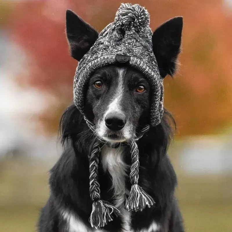 Winter Warm Dog Hats Windproof Knitting French Bulldog Hat For Dogs Chihuahua Hat Fluffy Ball Pet Hat Puppy Accessories