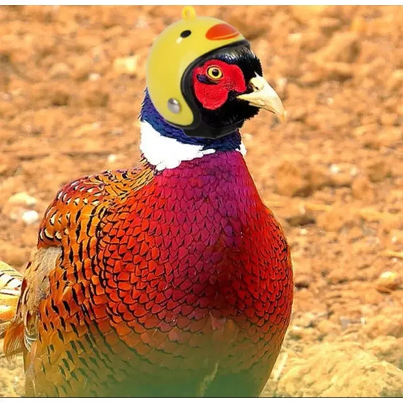 Funny Chicken Helmet Bird Hamster Protect Cap Sun Rain Protection Helmet DIY Small Pet Accessories Small Pet Protective Supplies
