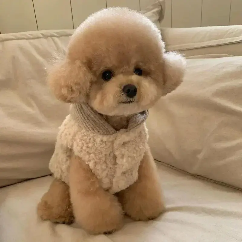 Pet Coat Fashion Design Small Medium Dog Winter Warm Costumes Puppy Pet Cotton Clothes Chihuahua Vest