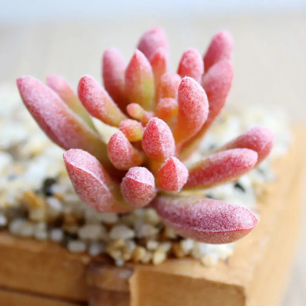 6x6.5cm Artificial Plants Tropical Suculentas Fake Plants Home Decoration Accessories Diy Bonsai Artificial