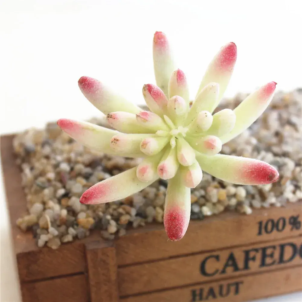 1pc White Flocking Artificial Succulents Plants Flower Arrangement Accessories Desktop Bonsai Home Garden Decoration Fake Plants