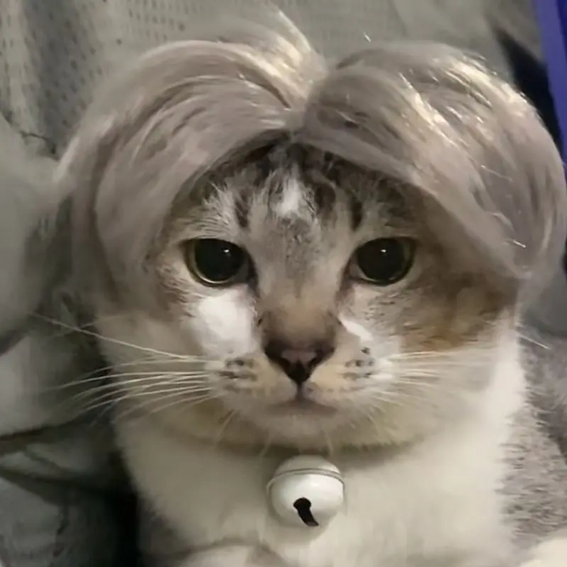 Pet Wigs Cosplay Props Funny Dogs Cats Cross-Dressing Hair Hat Costumes Head Accessories For Halloowen Christmas Pets Supplies