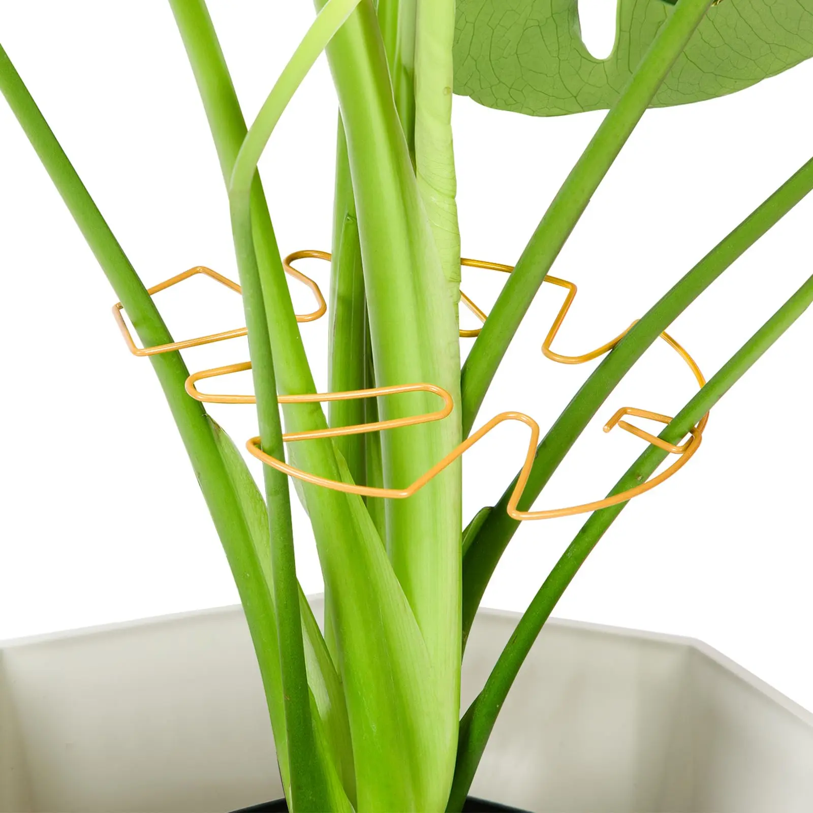 6PCS Turtle Backed Bamboo Plant Support Frame Horticultural Support Frame Flower Pot Monstera Plant Support Frame Decoration