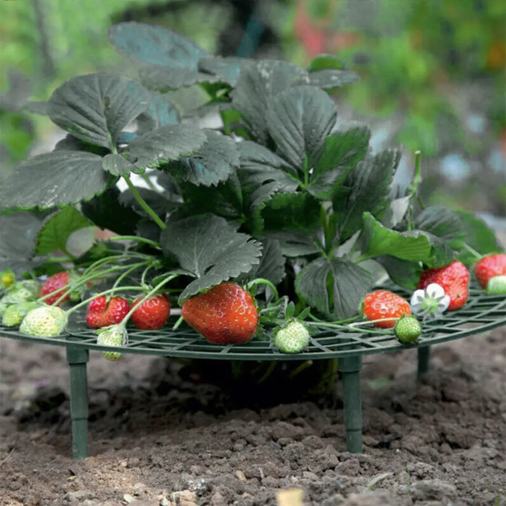 10PCS Strawberry Supports with 4 Sturdy Legs Keeping Plant Fruit Stand Keep Berries Clean Gardening Stand for Planting Accessory