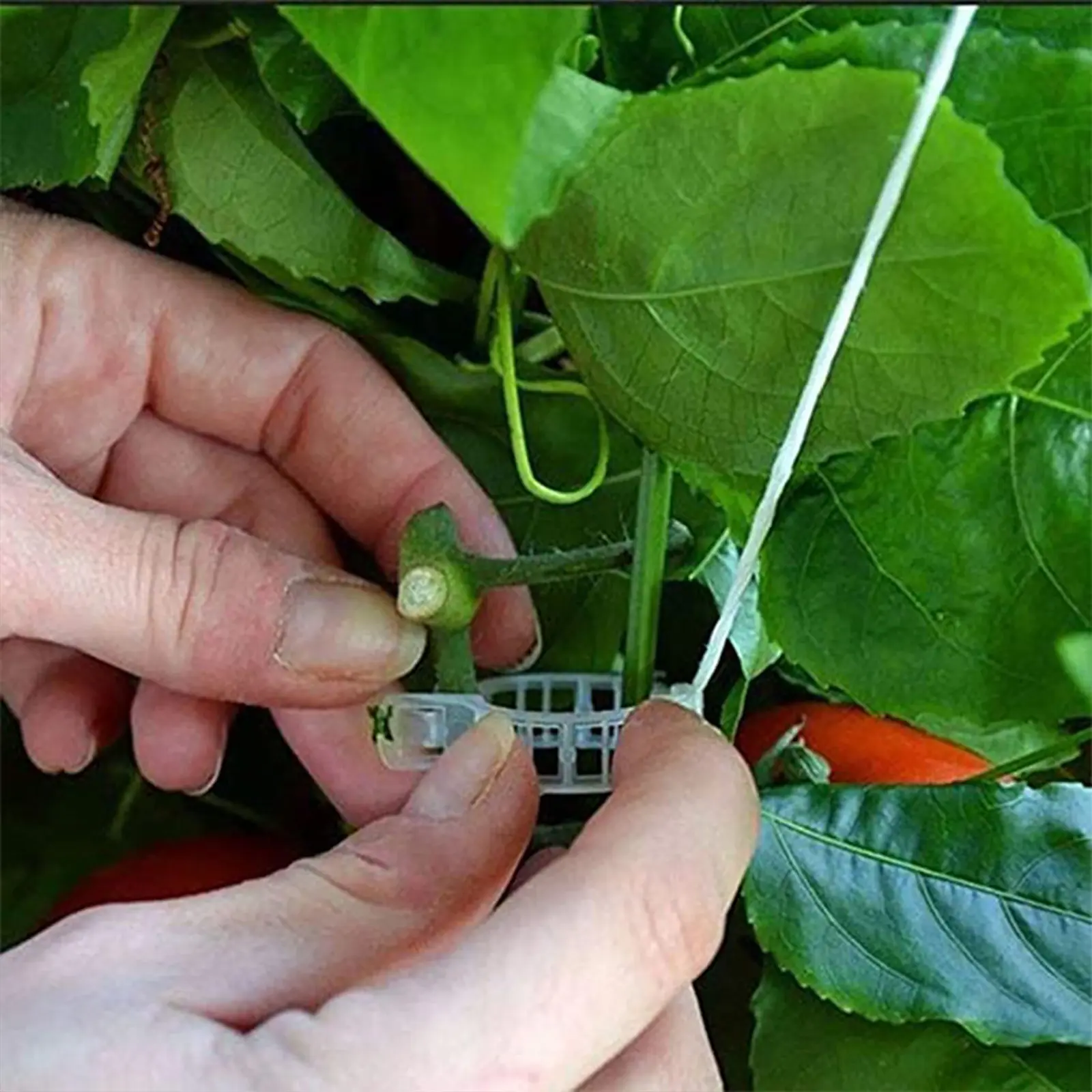 20Pcs Plants Hooks & Clips Tomato Support Hook with 10M Rope Tomatoes Growing Hooks Clips Versatile for Garden Plant Flower