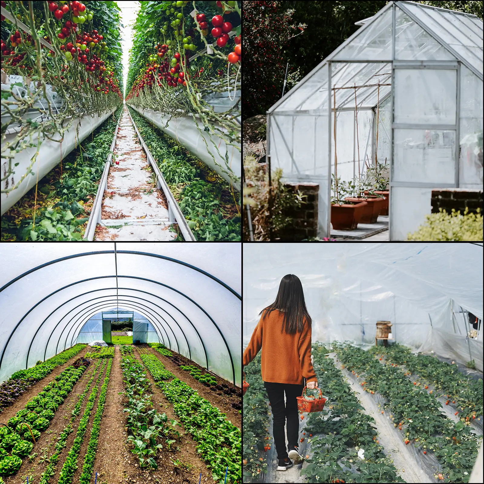 SucceBuy Greenhouse Film 32x25ft Greenhouse Polyethylene Film 6 Mil Thickness Greenhouse Plastic Clear Plastic Film UV Resistant